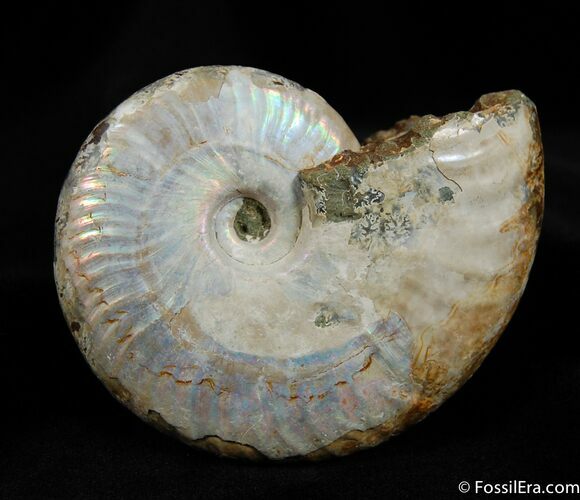 Inch Silver Iridescent Ammonite From Madagascar #414